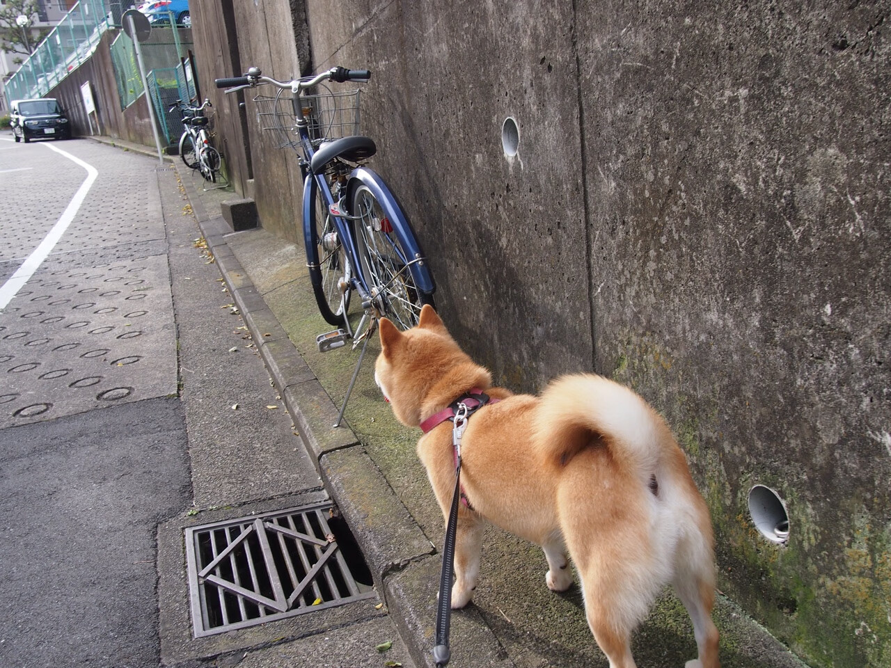 开云体育app-双面足球，碾压的团队与点燃的个人