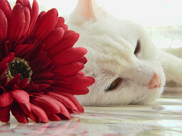 时空两端的王炸时刻,火箭绝境反杀与字母哥欧冠统治夜