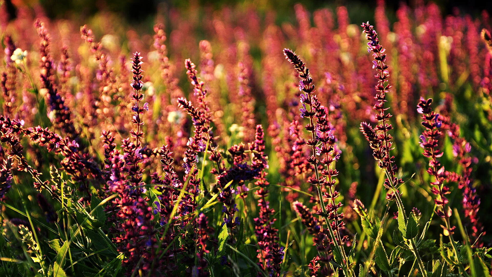开云体育APP下载-巴林之夜，帕尔默用油渍与火花写下机械美学教科书