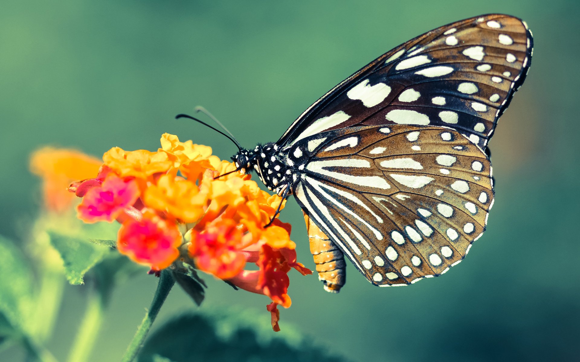 爵士乐对决金属摇滚，布伦森指挥全队奏响胜利交响曲