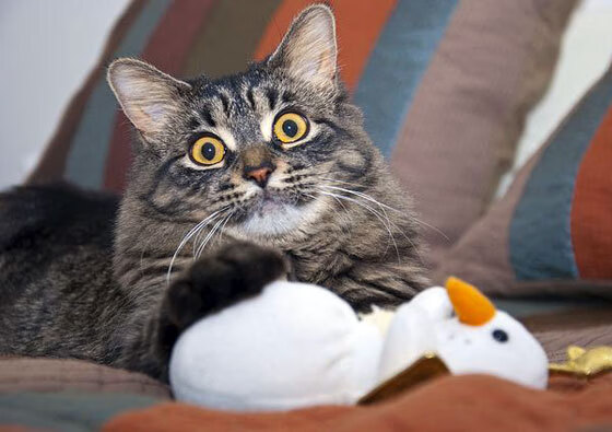 最后的希望，一场决定奥运门票的世界排名生死战