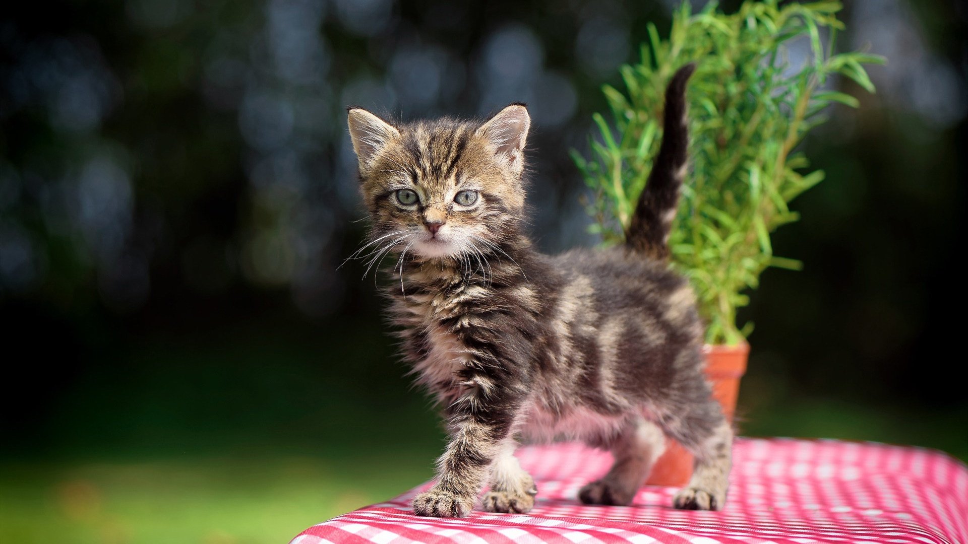 开云体育登录-神谕与风暴，当个人英雄遭遇足球乌托邦