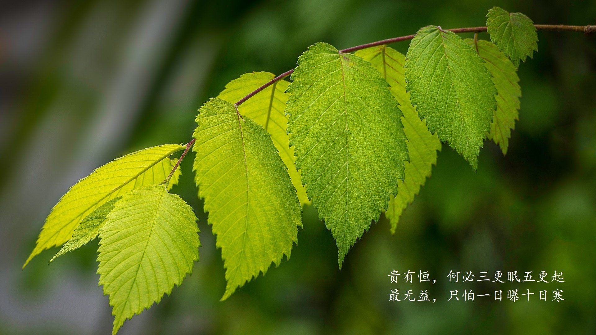 开云体育APP下载-唯一性的瞬间，2026世界杯G组美英大战，佩德里用中场之匙开启胜利之门